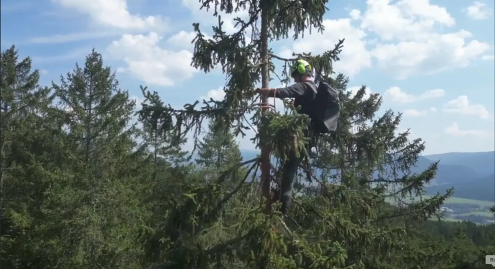 Beprobung der Baumkronen