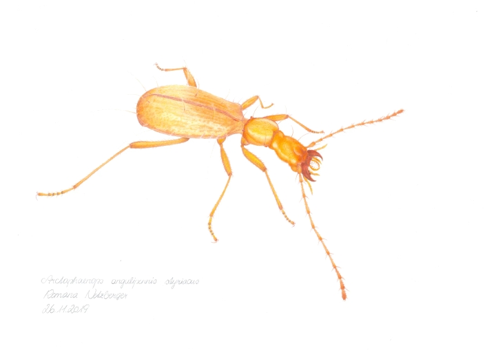 Detailed illustration of an endemic species from Gesäuse National Park