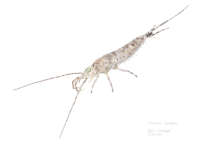Endemic species shown as a natural-science illustration