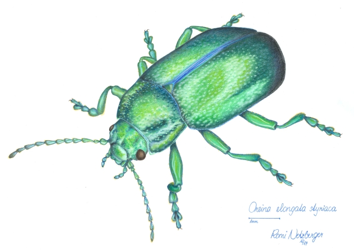 Illustration of a species found only in the Gesäuse