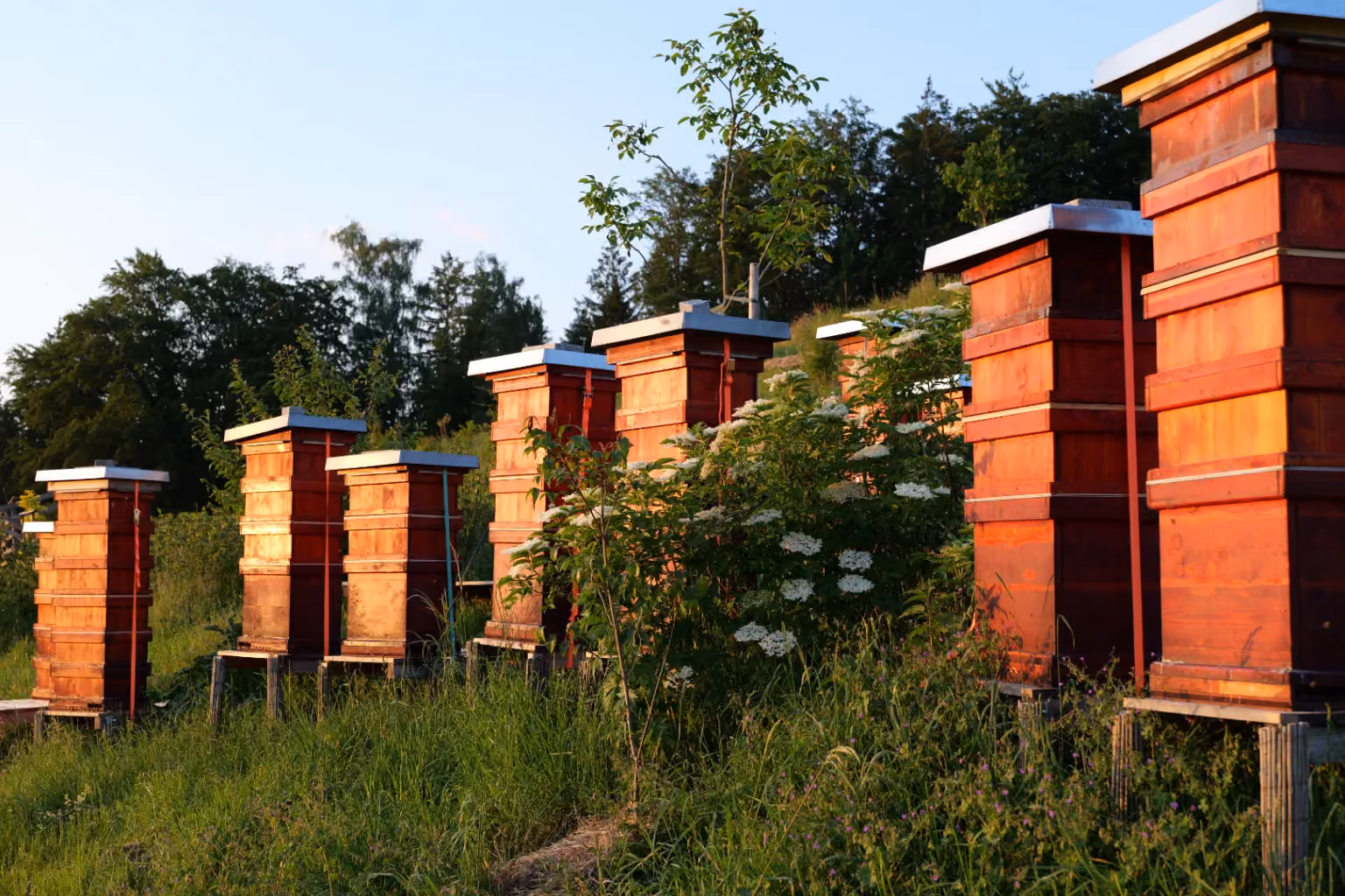 Matthias from Lupinum working with the agency's own bee colonies